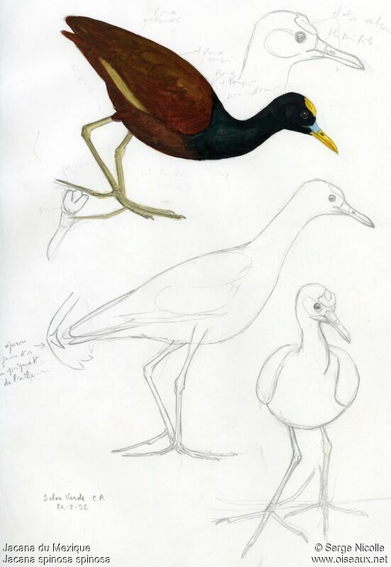 Northern Jacana, identification