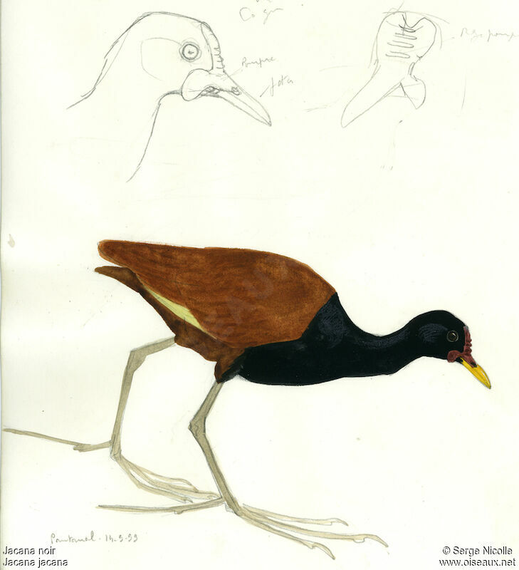 Jacana noir, identification