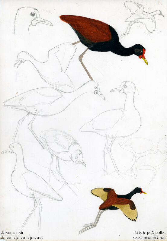 Wattled Jacana, identification