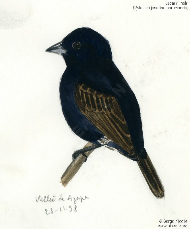 Blue-black Grassquit, identification