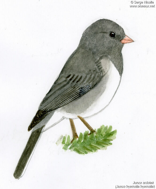 Junco ardoisé, identification