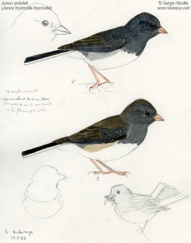 Dark-eyed Junco , identification