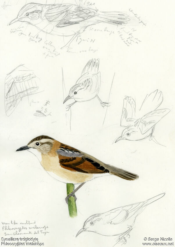Wren-like Rushbird