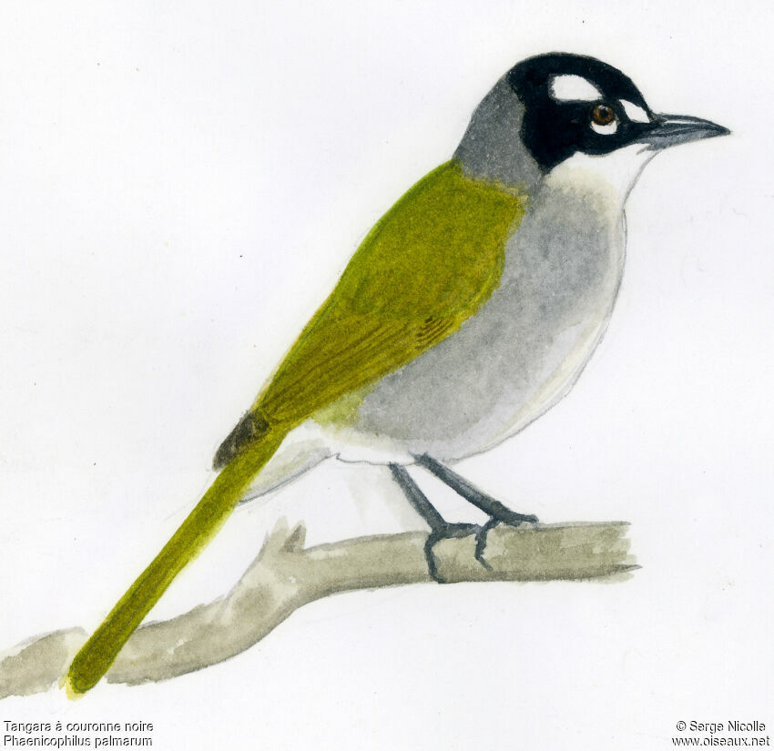 Black-crowned Palm-tanager