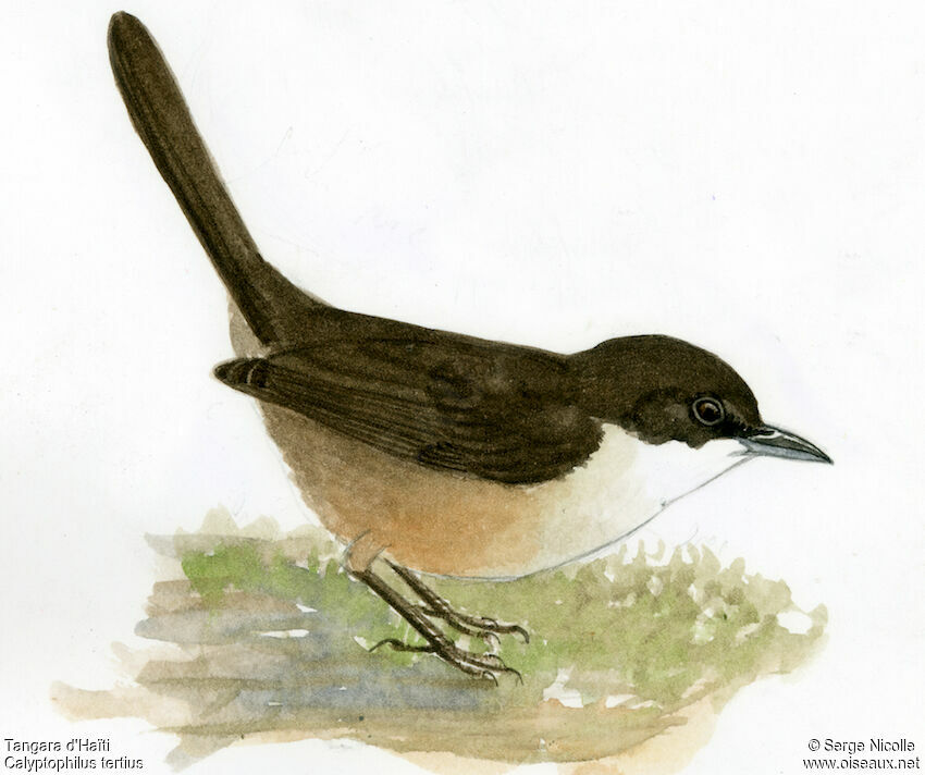 Western Chat-Tanager