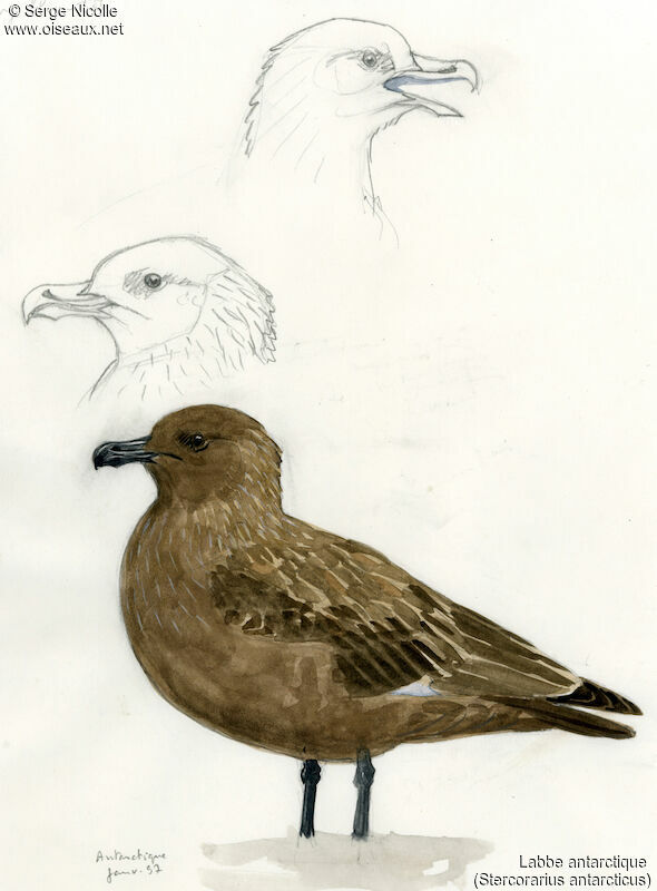 Brown Skua, identification