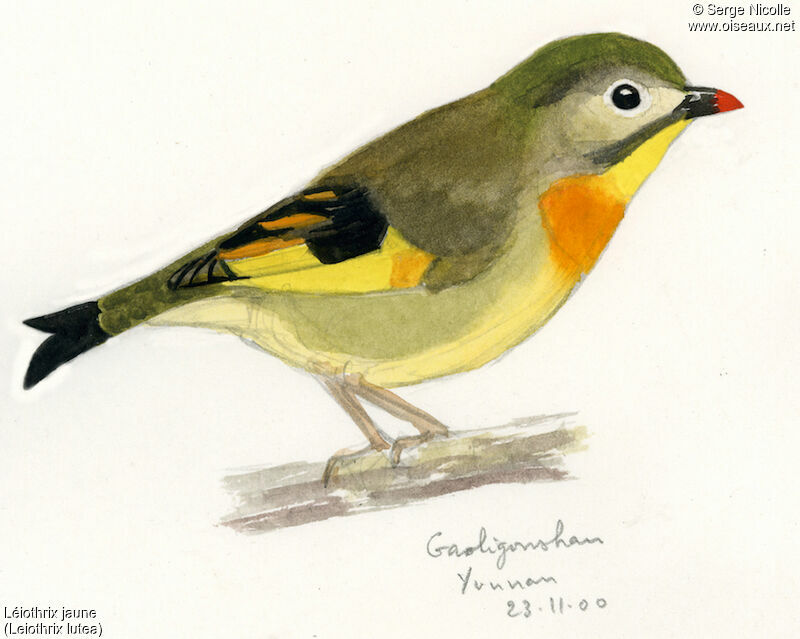 Red-billed Leiothrix - Pictures, page 1