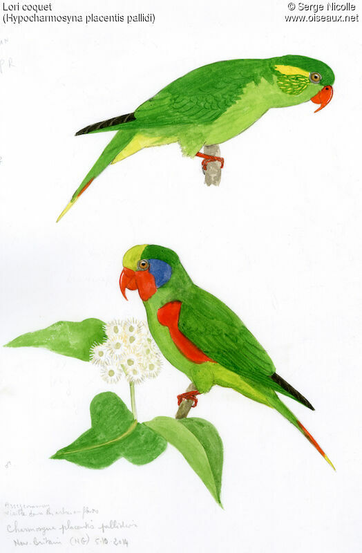 Red-flanked Lorikeetadult, identification