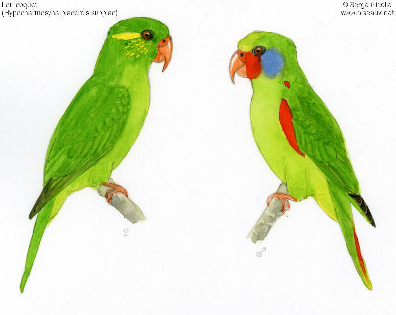 Red-flanked Lorikeetadult, identification