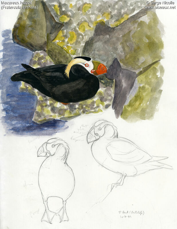 Tufted Puffinadult breeding, identification