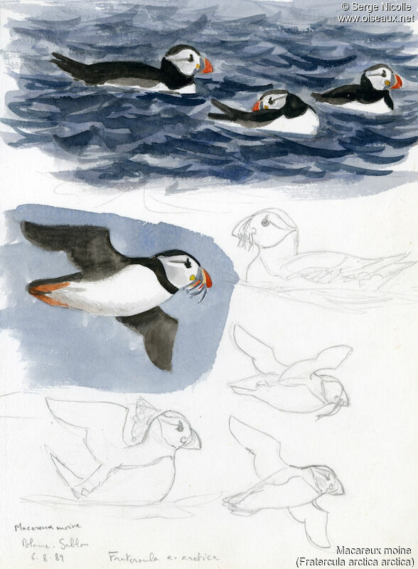 Atlantic Puffin, identification