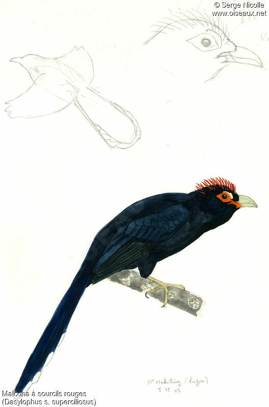 Rough-crested Malkoha, identification