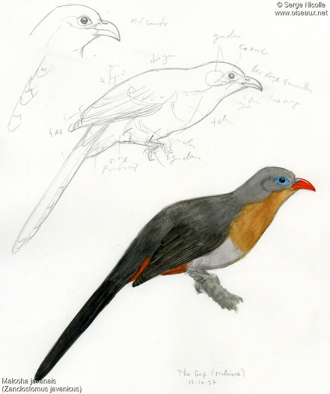 Red-billed Malkoha, identification