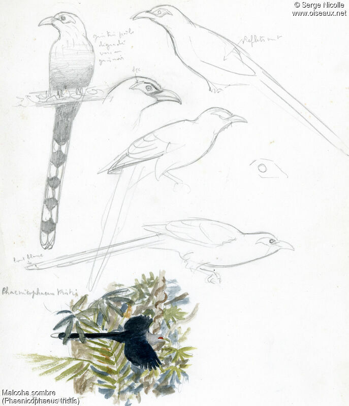 Green-billed Malkoha, identification