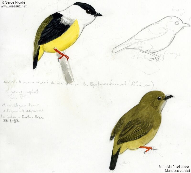 White-collared Manakin , identification