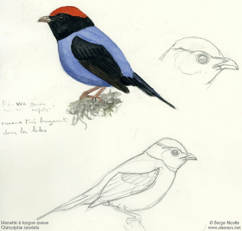 Blue Manakin, identification