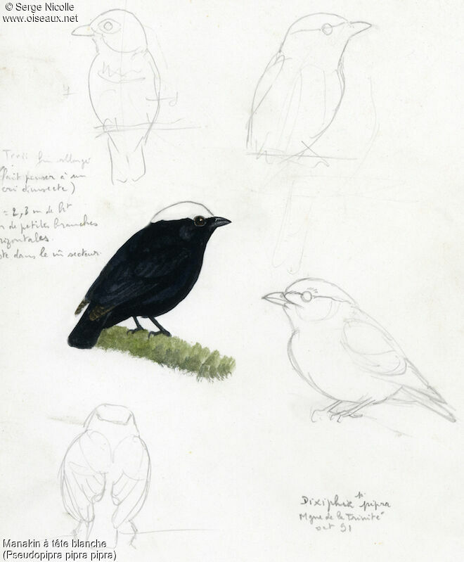 White-crowned Manakin, identification