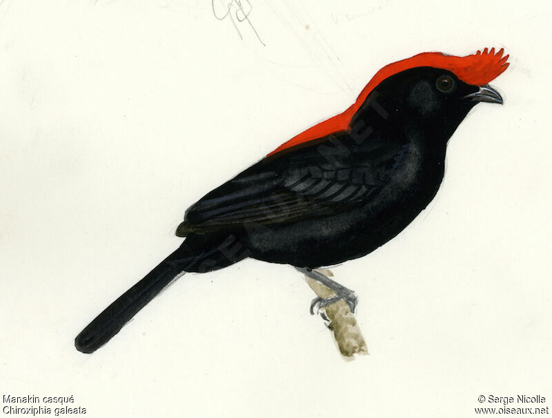 Manakin casqué, identification