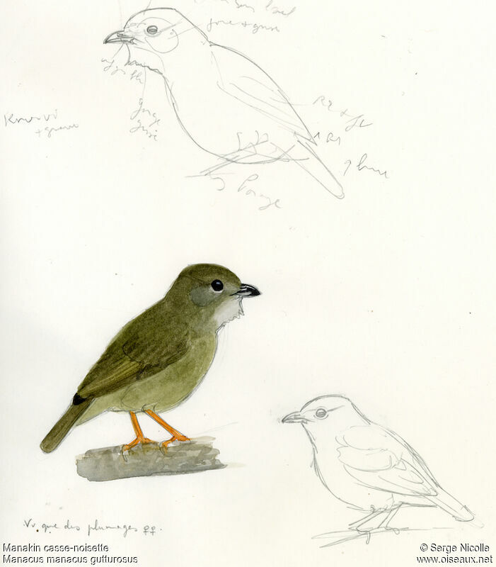 White-bearded Manakin female, identification