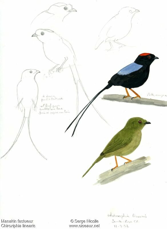 Long-tailed Manakin , identification