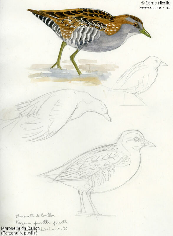 Baillon's Crake, identification