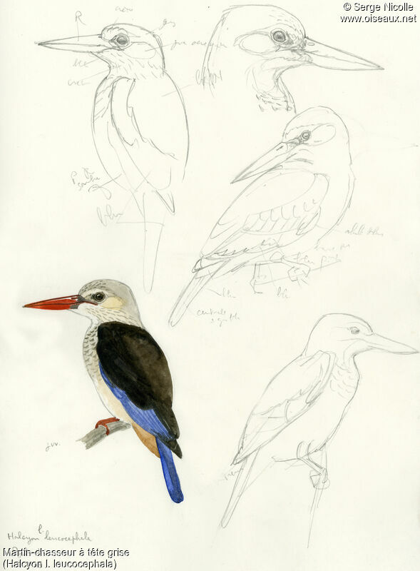 Grey-headed Kingfisher, identification