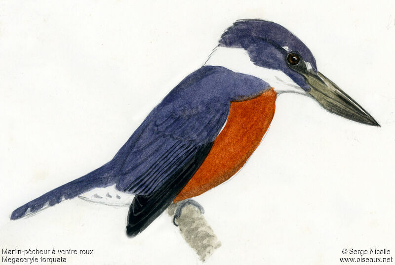 Ringed Kingfisher, identification