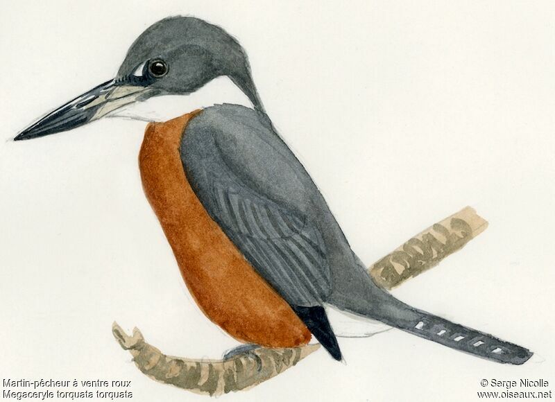 Ringed Kingfisher, identification