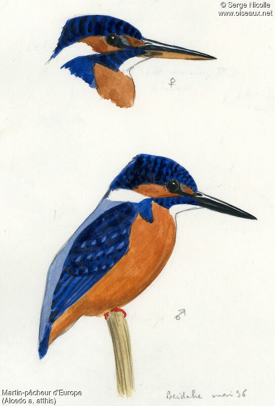 Common Kingfisher, identification