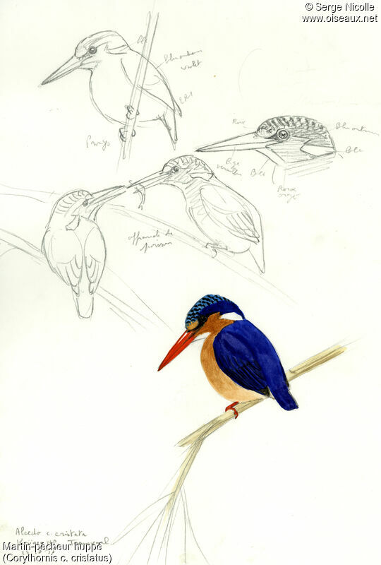 Malachite Kingfisher, identification