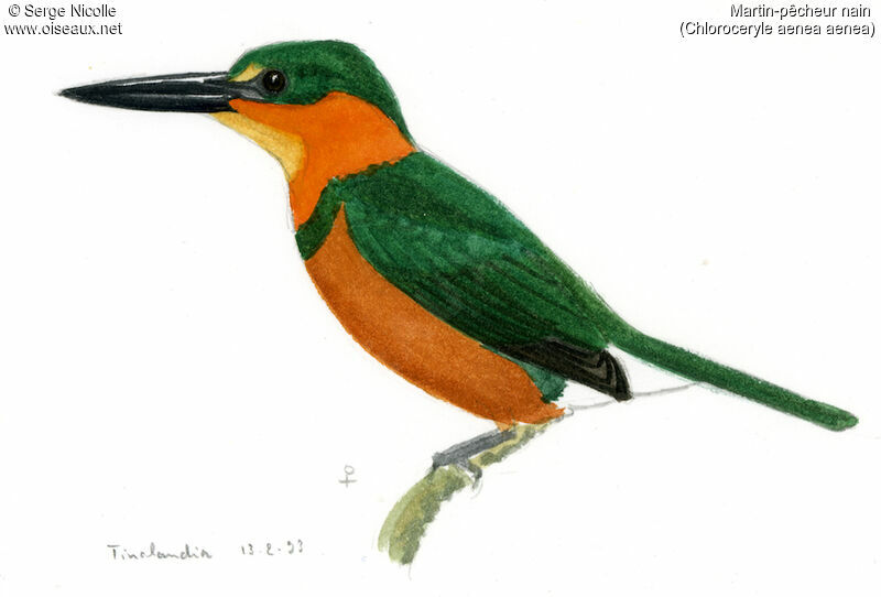 American Pygmy Kingfisher female, identification