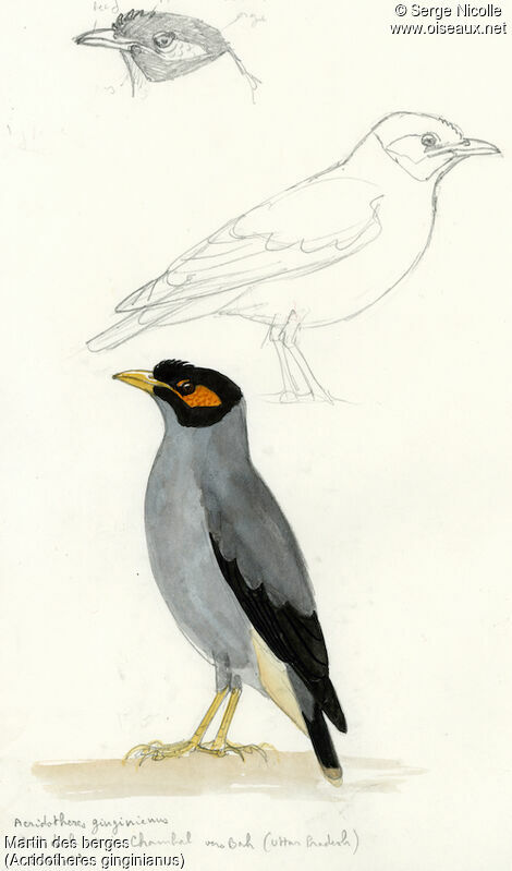 Bank Myna, identification