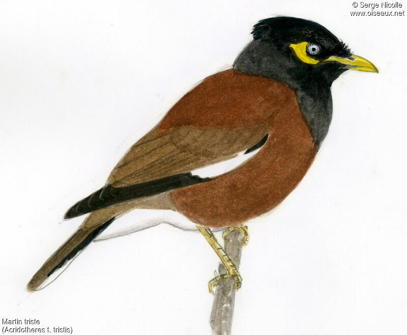 Common Myna, identification