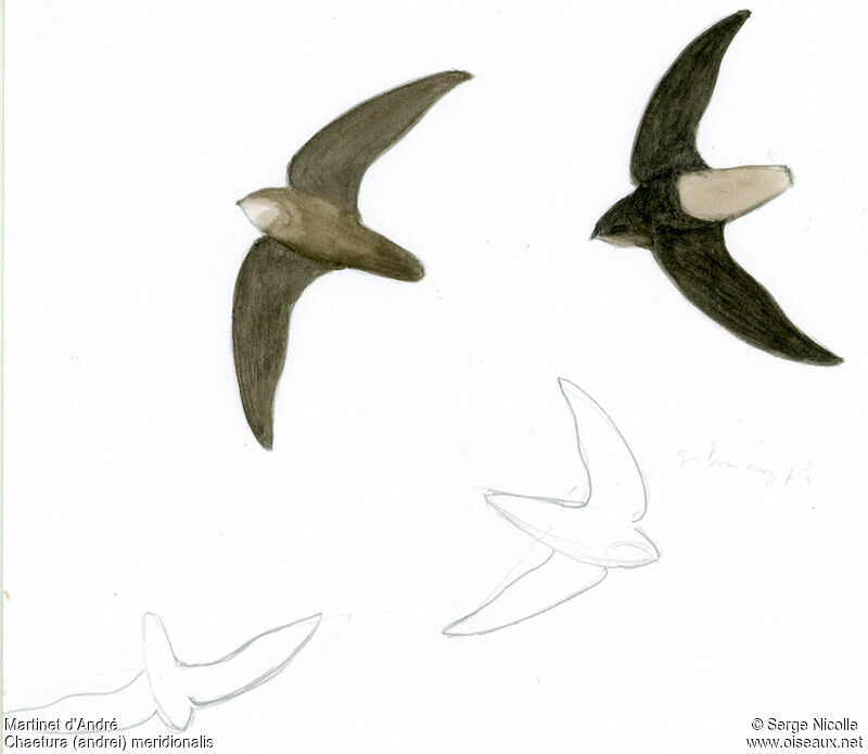 Ashy-tailed Swift, identification