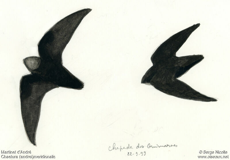 Ashy-tailed Swift, identification