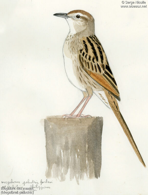 Striated Grassbird, identification