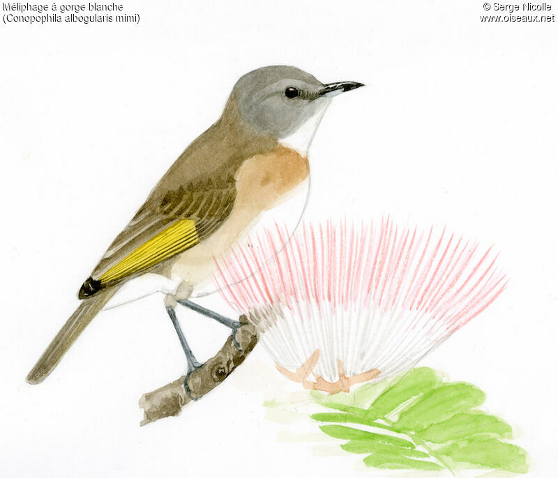 Rufous-banded Honeyeater, identification