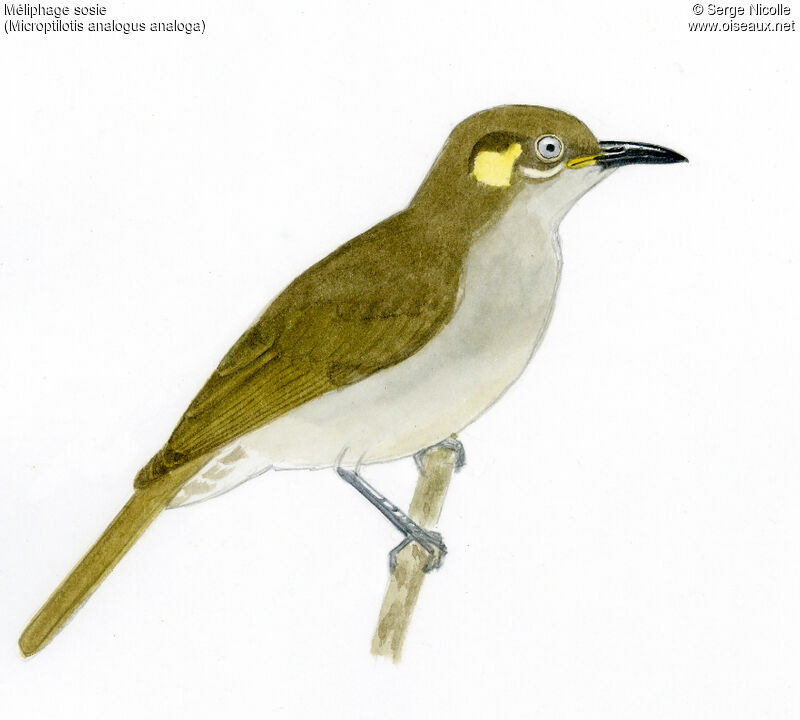 Mimic Honeyeater, identification