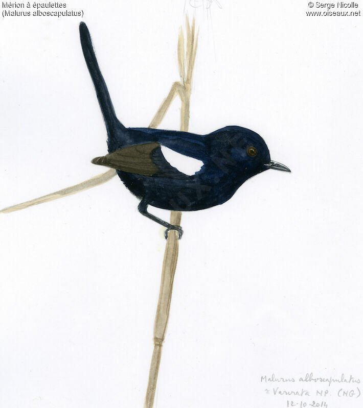 White-shouldered Fairywren male, identification