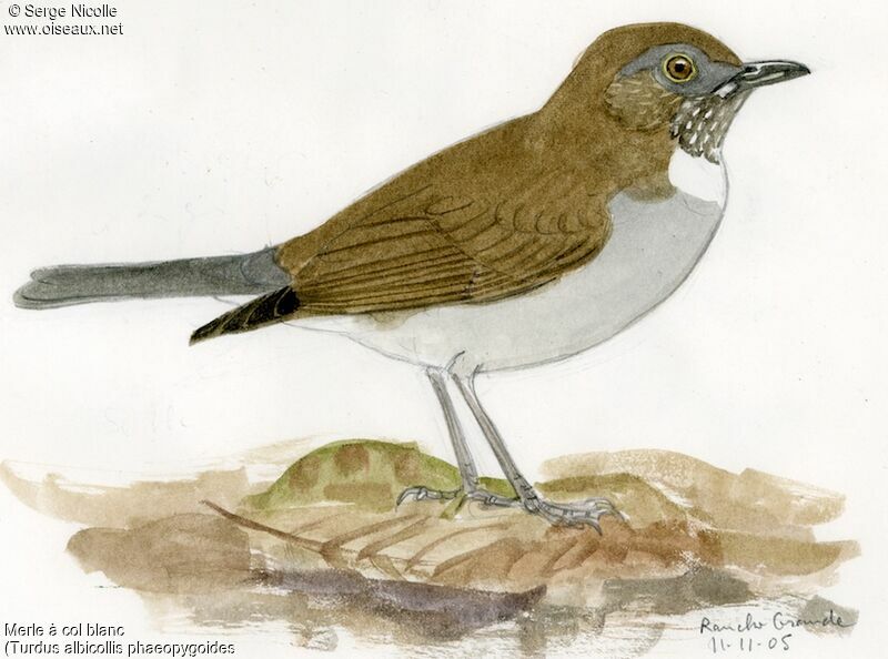 White-necked Thrush, identification