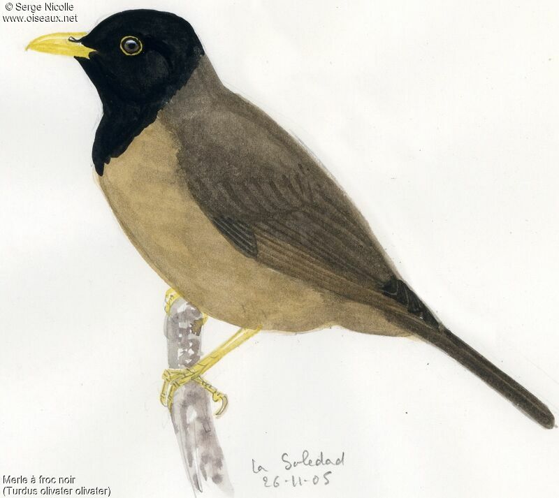 Black-hooded Thrush, identification