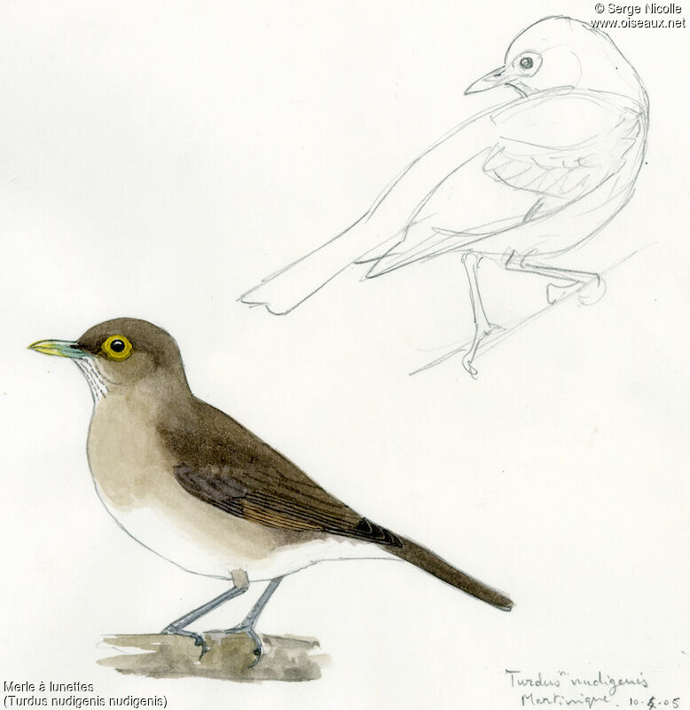 Spectacled Thrush, identification