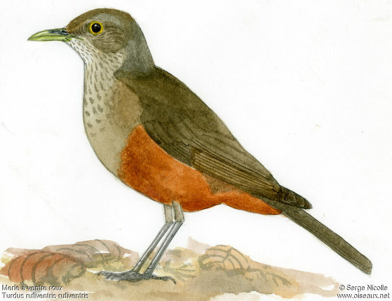 Rufous-bellied Thrush, identification