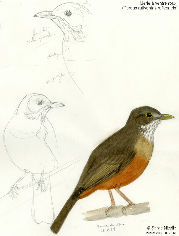 Rufous-bellied Thrush, identification