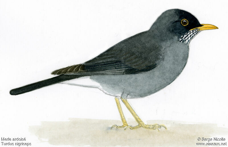 Andean Slaty Thrush, identification