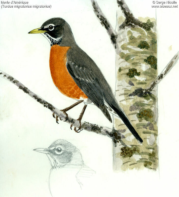 American Robinadult, identification