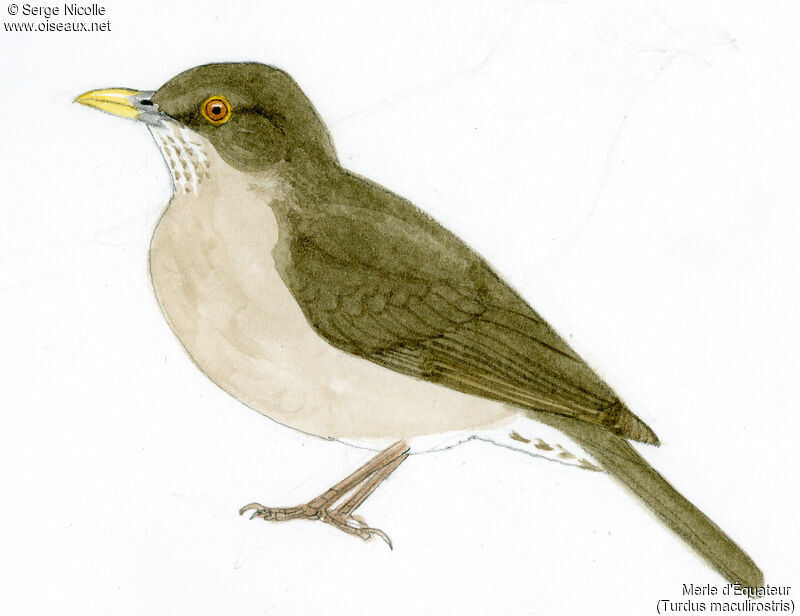 Ecuadorian Thrush, identification