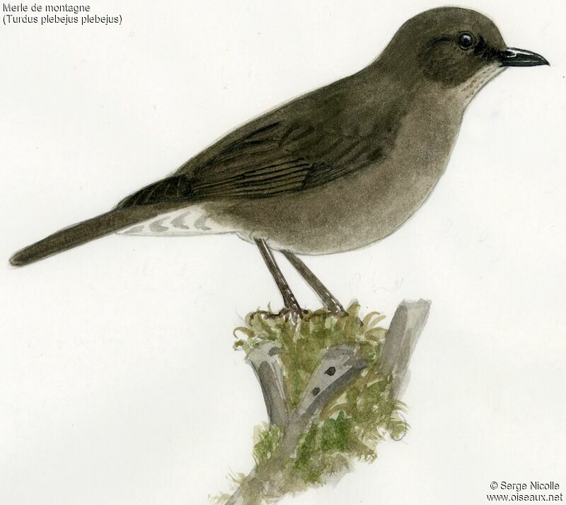 Mountain Thrush, identification