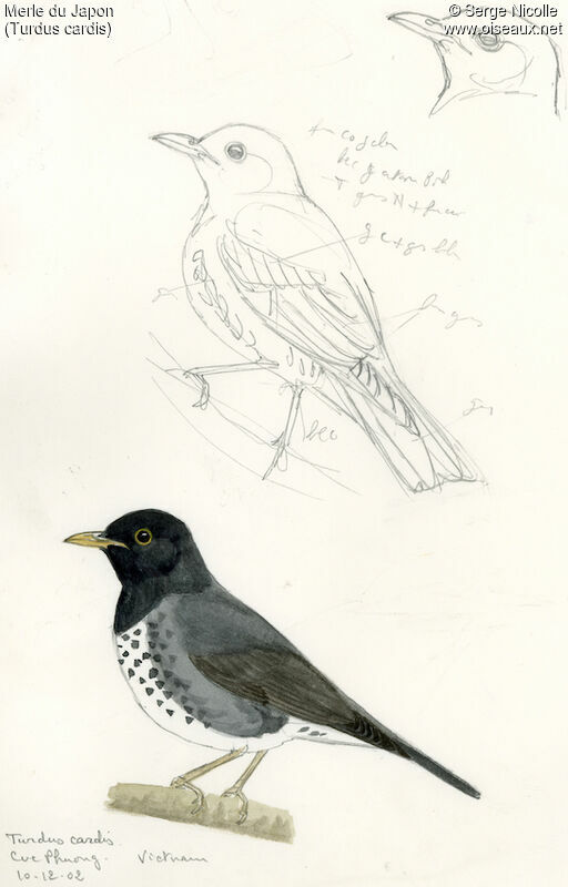 Japanese Thrush, identification