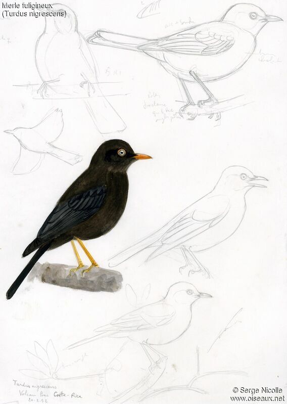 Sooty Thrush, identification